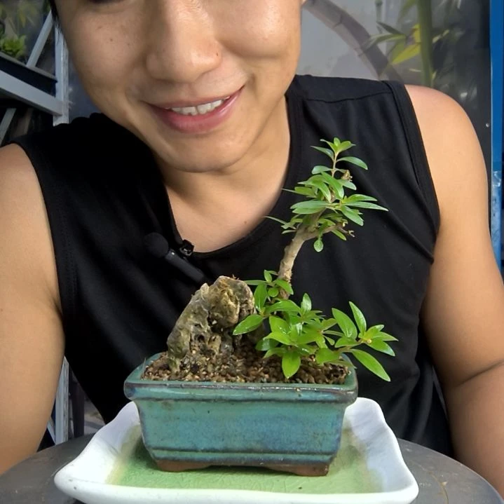 鱼***碗中青园艺一物一拍19