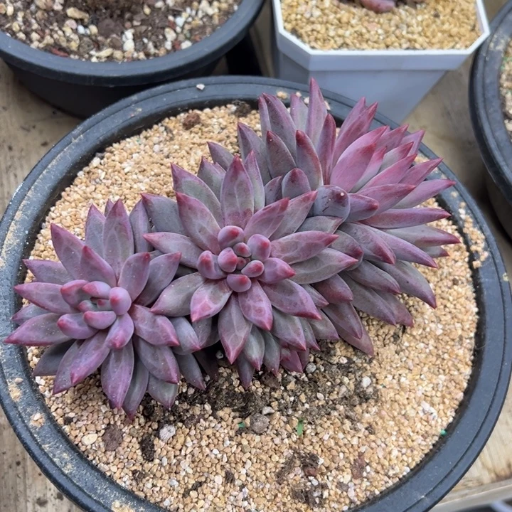 虞美人 羽毛纹 夏鸣园艺