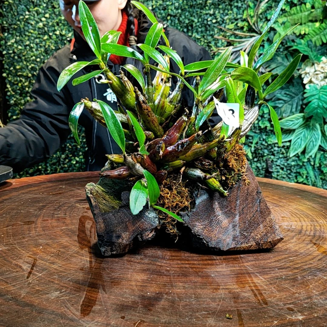 【闪购商品】土****️193翅梗花