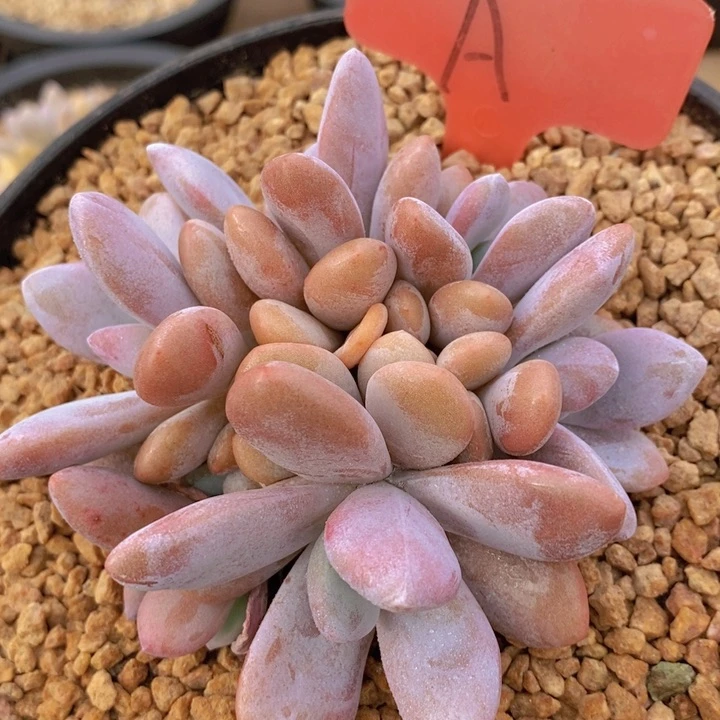 我要的东西很多但是