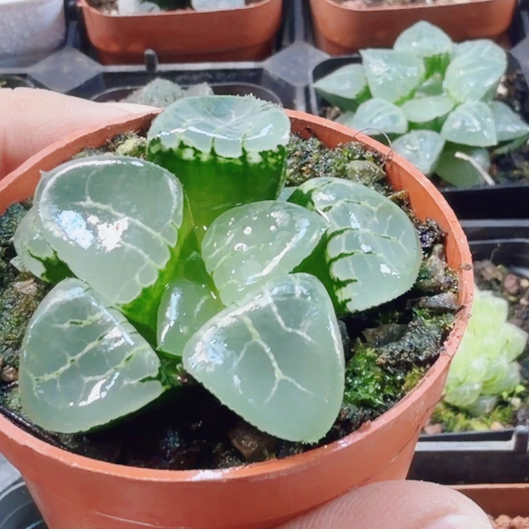 十二卷水晶克新粉福利