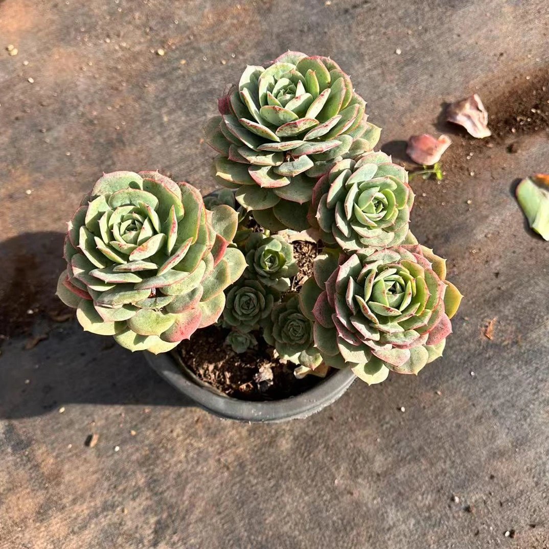 克罗地亚玫瑰 金金精品多肉植物
