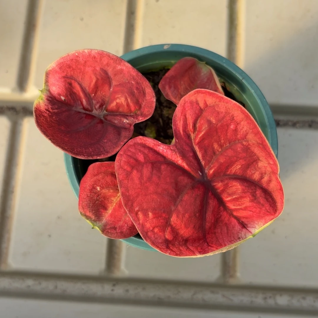 泰国彩叶芋36-1218