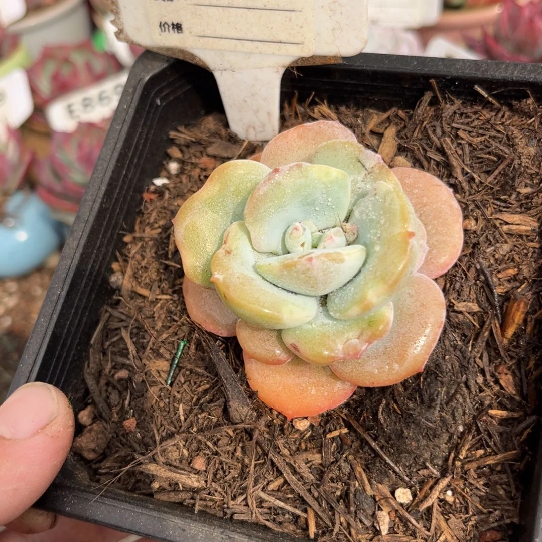 惊奶茶石化多肉870号多肉