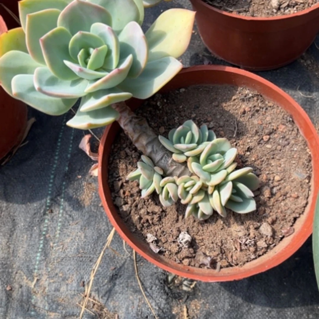 【闪购商品】用****7白凤多肉植物