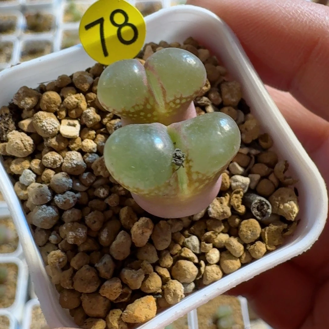 A*78.......多肉....