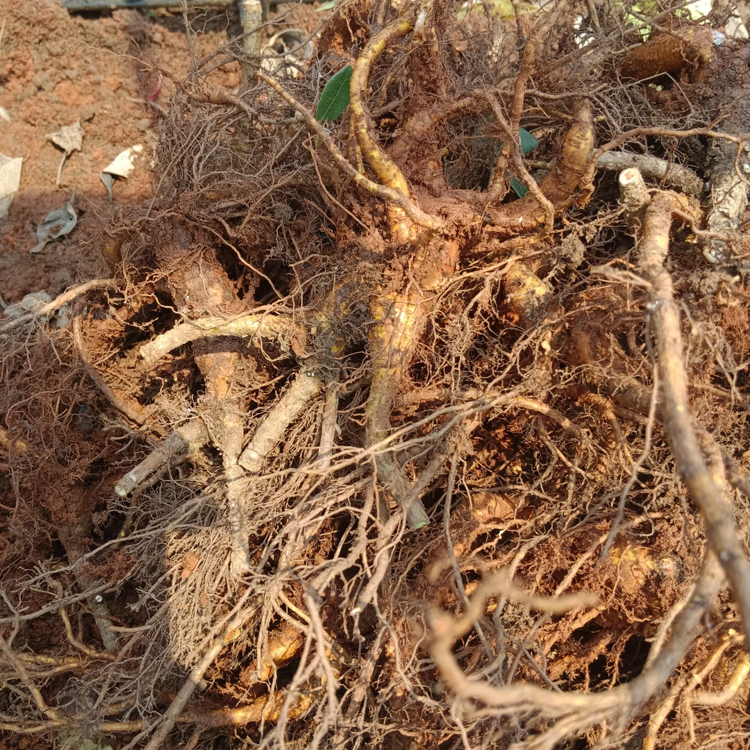 吸水石用苗大叶榕树桩生桩，下单前请再次确认