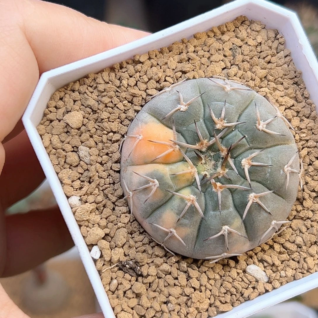 大年份拉纸皮怪龙丸锦实生4.3cm