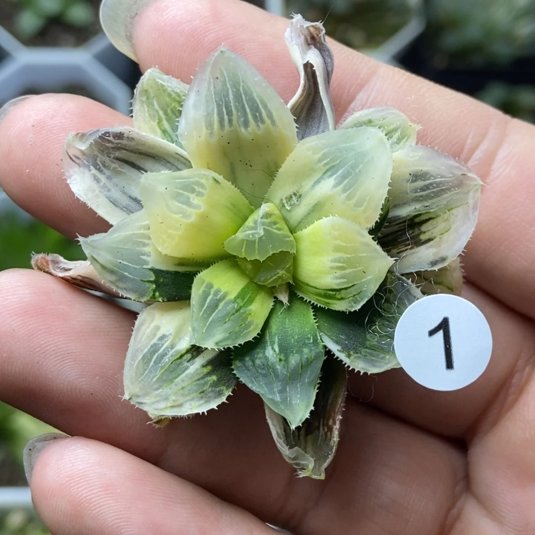 是是是是是是是是是寿