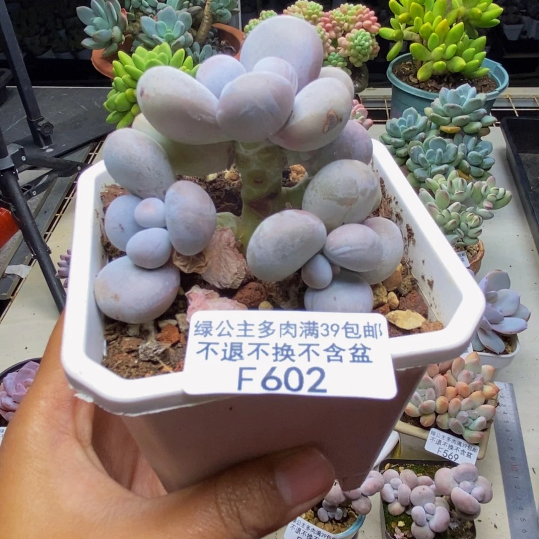 602水光针树多肉6c m