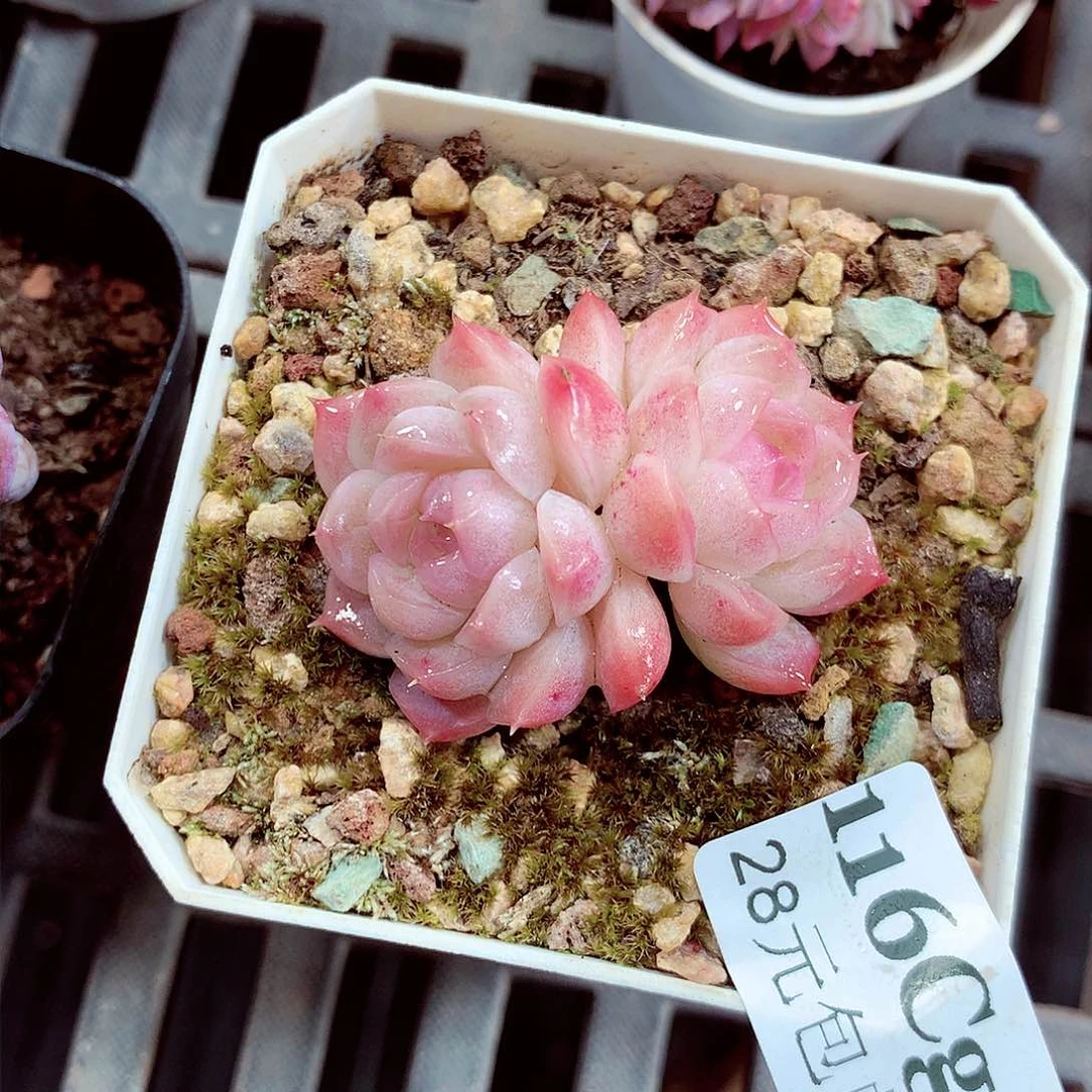 5厘米盆精控多肉116