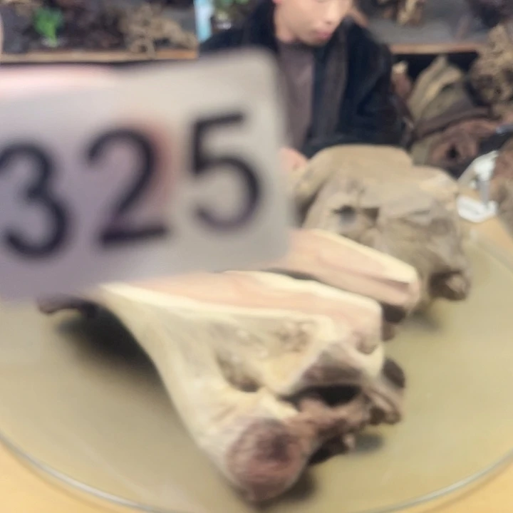 风车木（黑檀木）?****?我在这里等你们