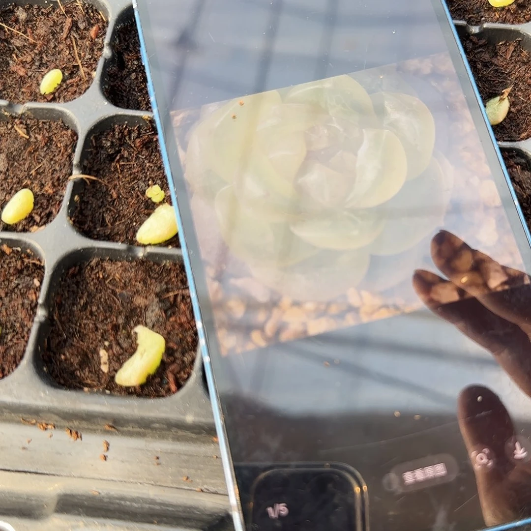 翠微芝麻苗一个满25包邮