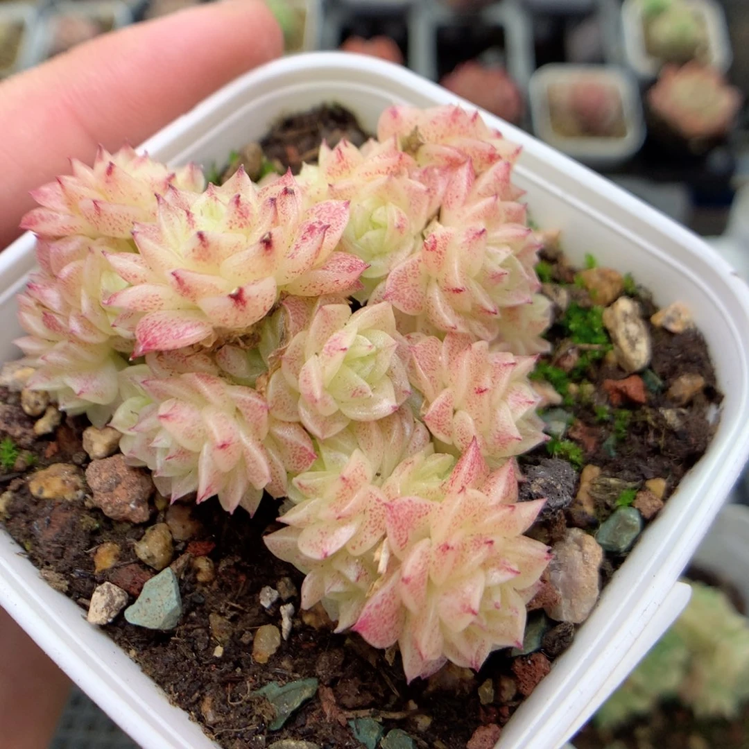 E52定繁优选三角编号麦杆