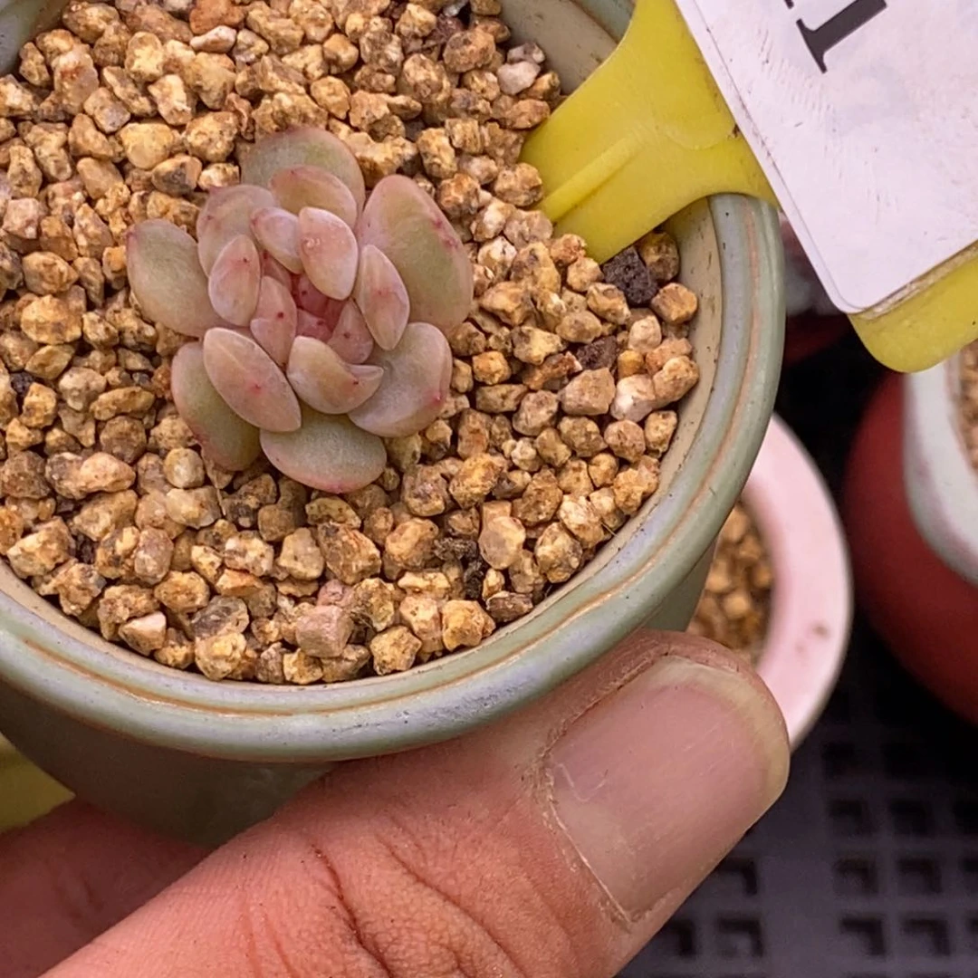 641红恋缀多肉植物