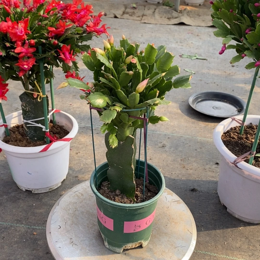 幸***草完全开放三色蟹爪兰2348