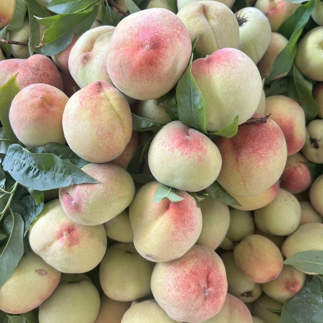 云南现摘青蜜桃一果两吃