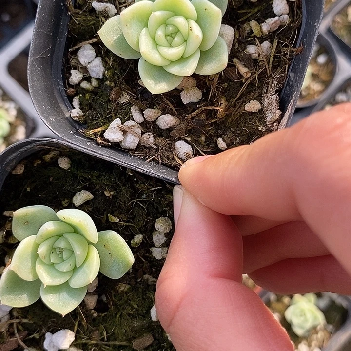 上盆泼天财富2颗多肉