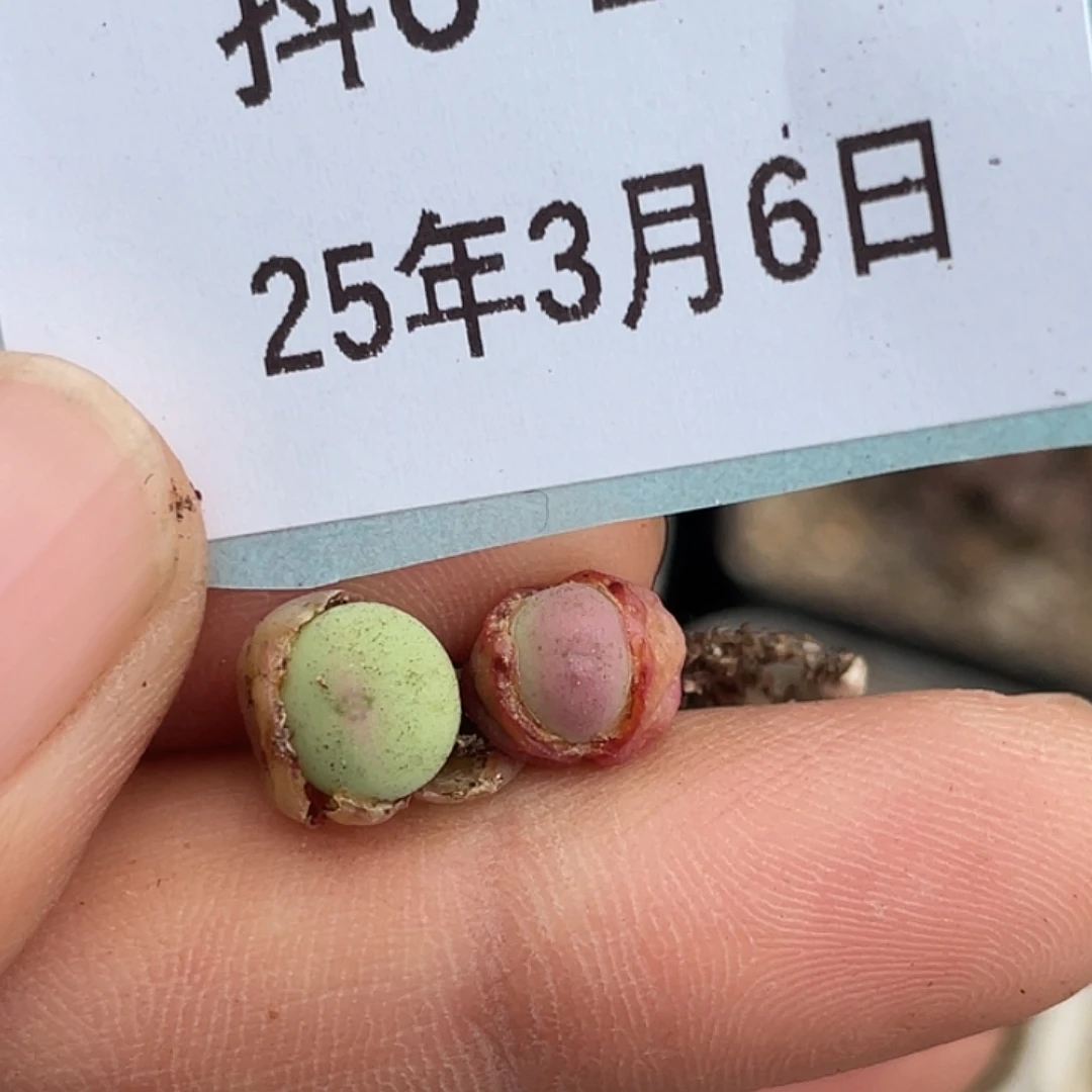 6-11大g苗多肉植物