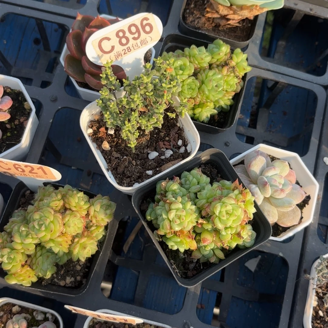 C896两颗一物语拍