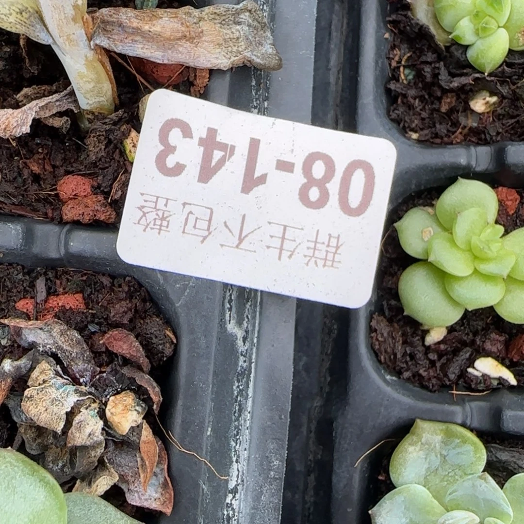 鱼***糯小卡拉米糖心一物一拍8-143景