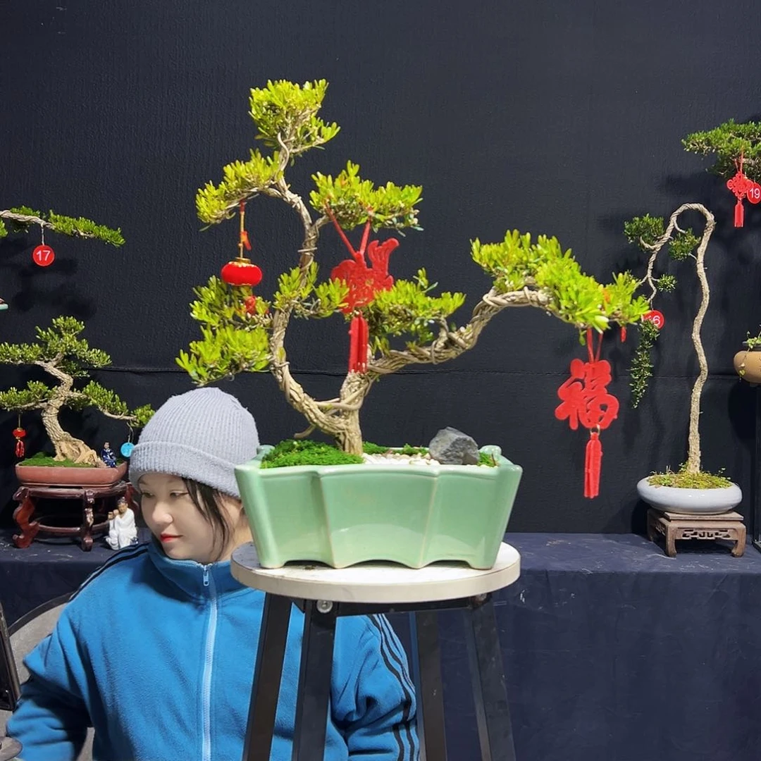 绿植茶台小老桩黄杨木