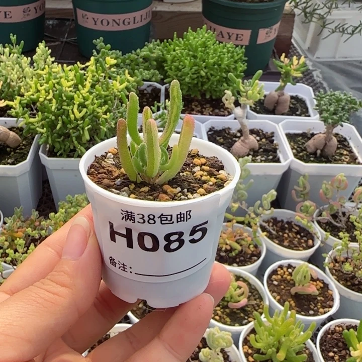 N****多肉植物枝干拉丝钻石黄锦