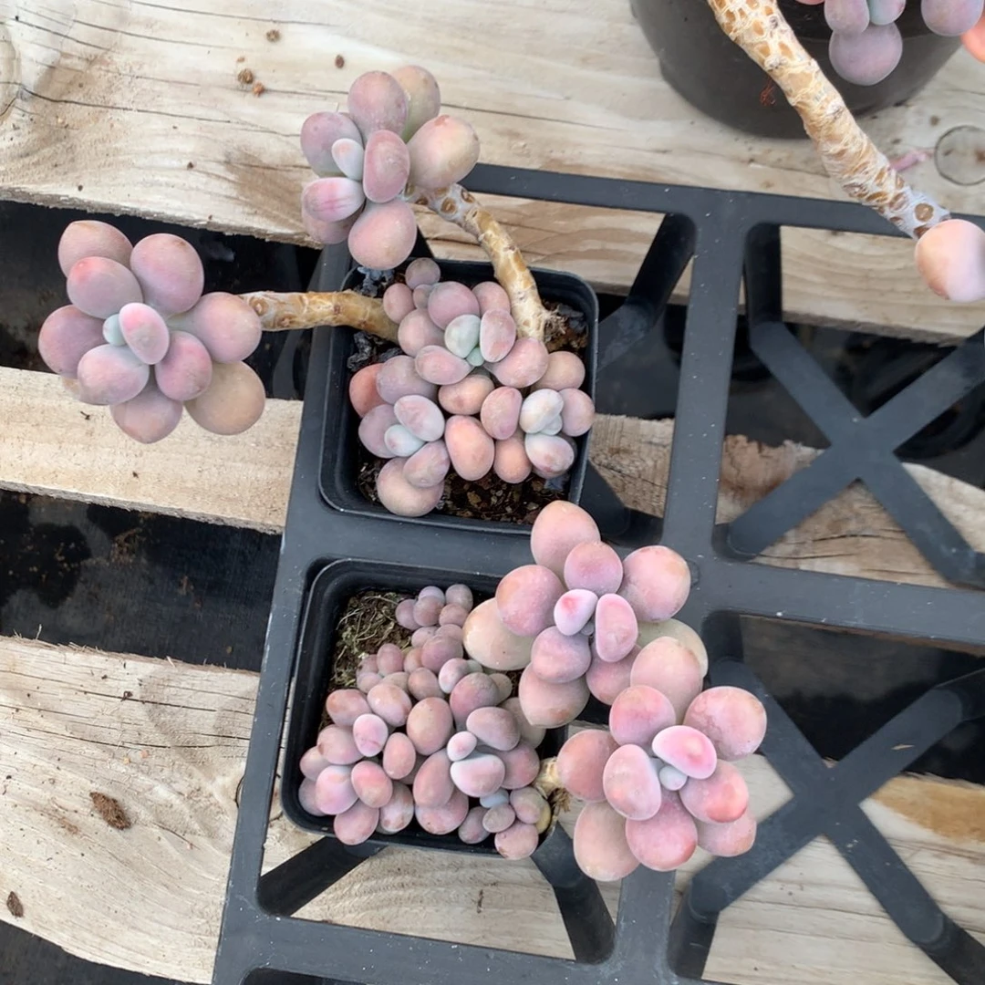 桃蛋老桩两颗不带盆25号