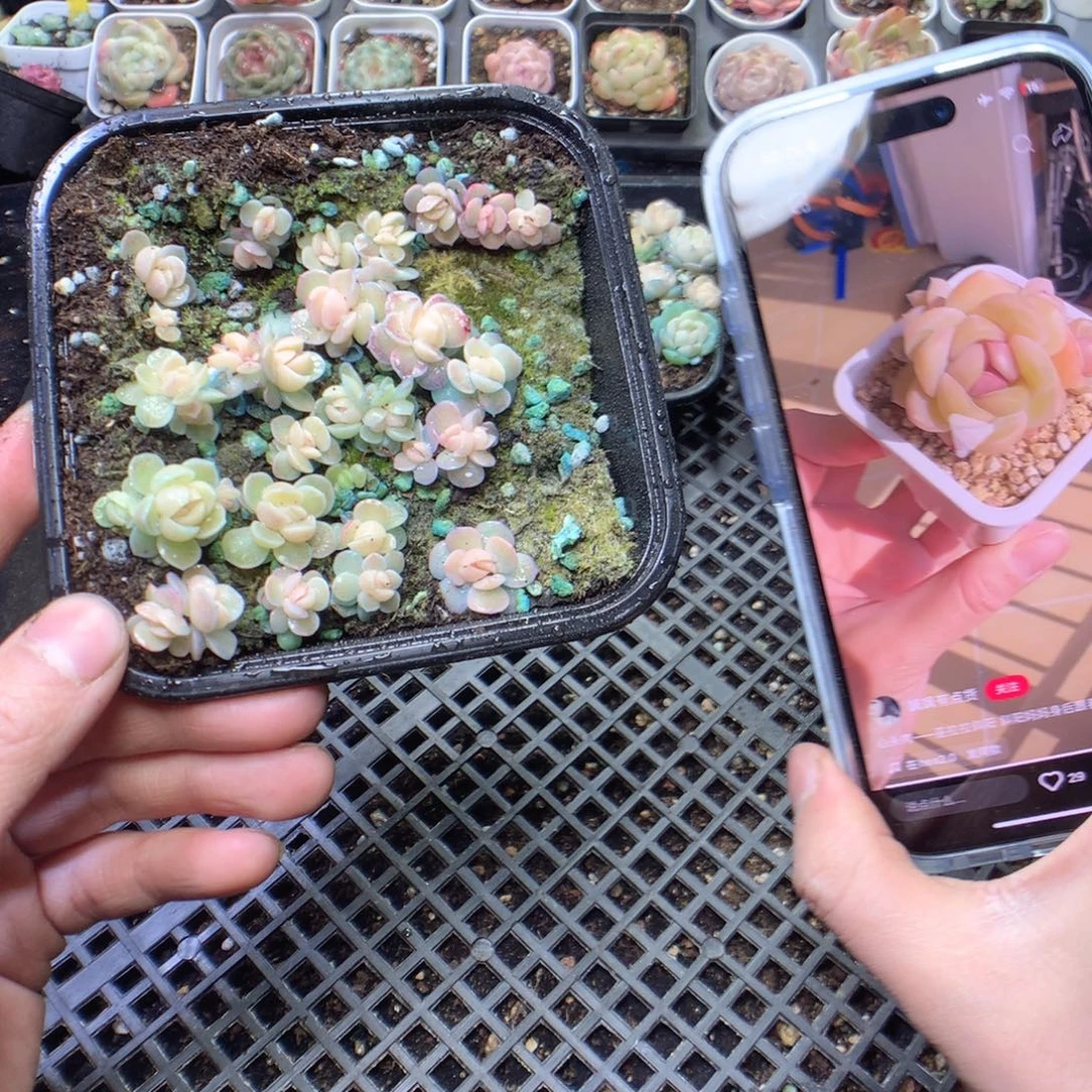 无花朵斜阳一盒量拍yyyyyyy