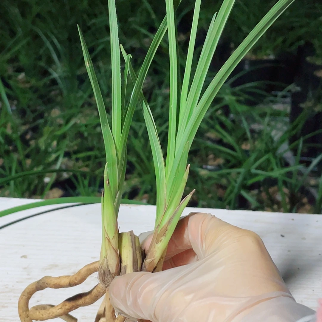 云***鹤完全开放兰花啦饿啦哦