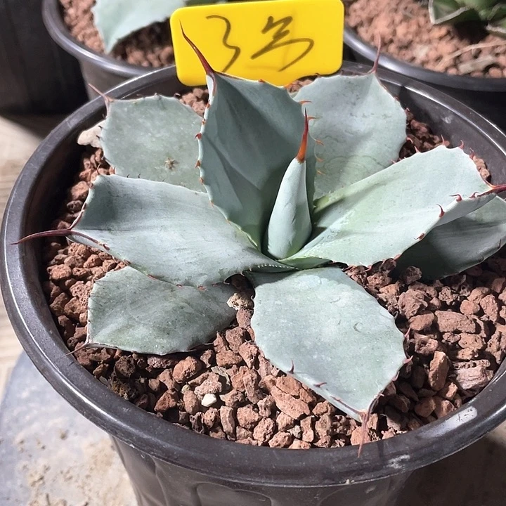 喵***喵无花朵龙舌兰绿色植物