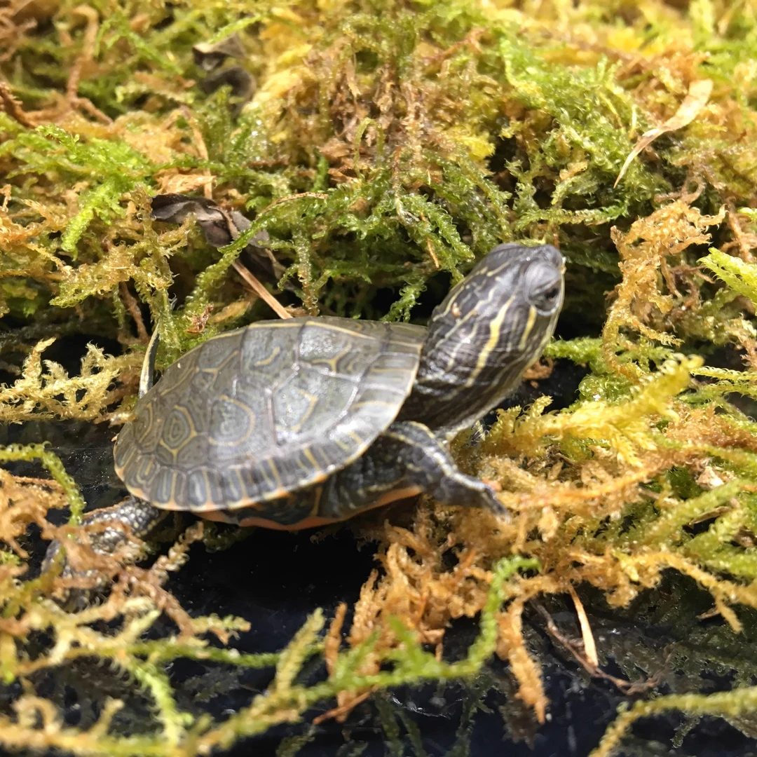 西锦龟蛋 7天左右出壳 孵化套盒可孵化乌龟蛋