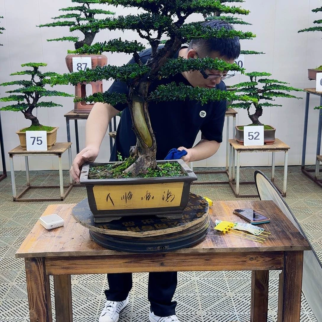 无花朵珍珠罗汉松造型盆景