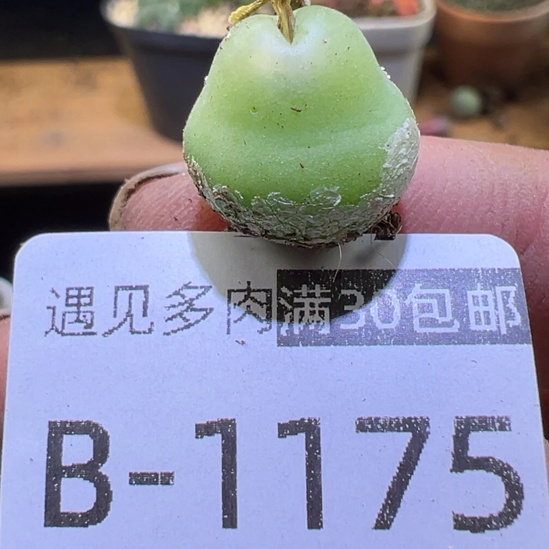 多肉植物11111111111111