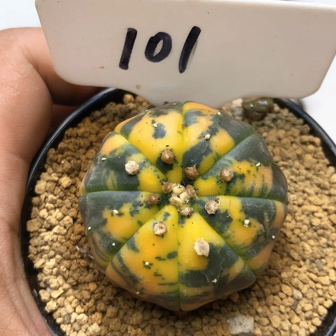 101福利特价咯福利特价咯