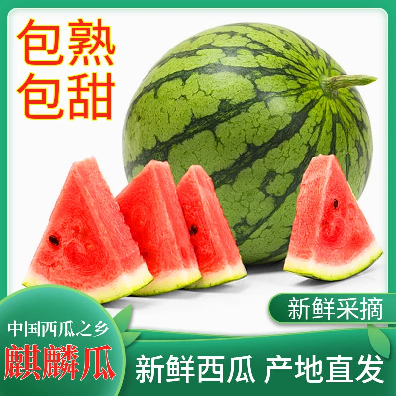 夏邑新鲜现摘现发麒麟西瓜皮薄新鲜美都优质自种瓜