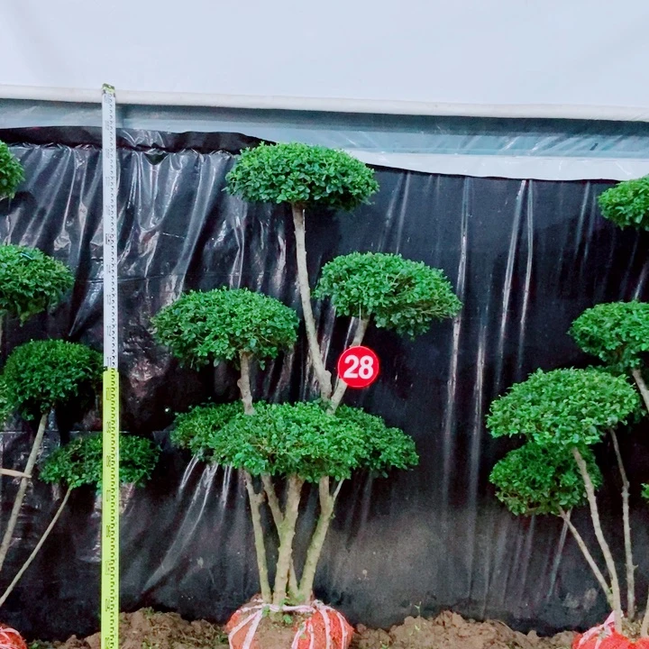 不开花植物一物一图一物一拍