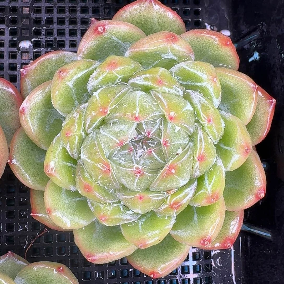 从前慢多肉精选编号雪花珍妮