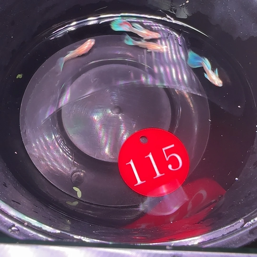孔雀鱼115两对蓝白