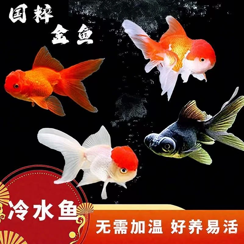 【超大尺寸】大金鱼8-10公分11尾包邮包损品种混搭颜色随机不指定