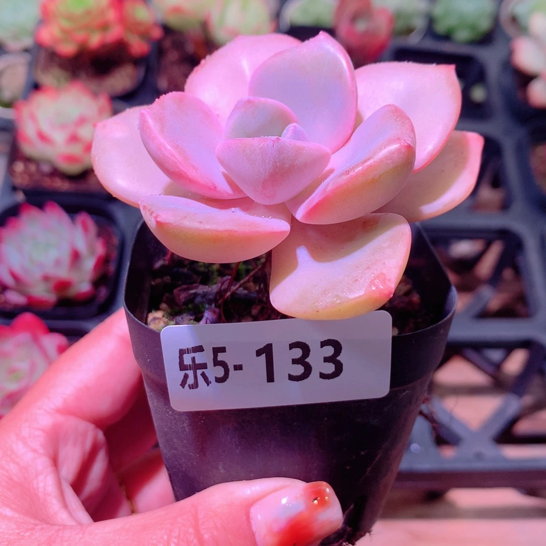 乐然 5-133 彩虹糖
