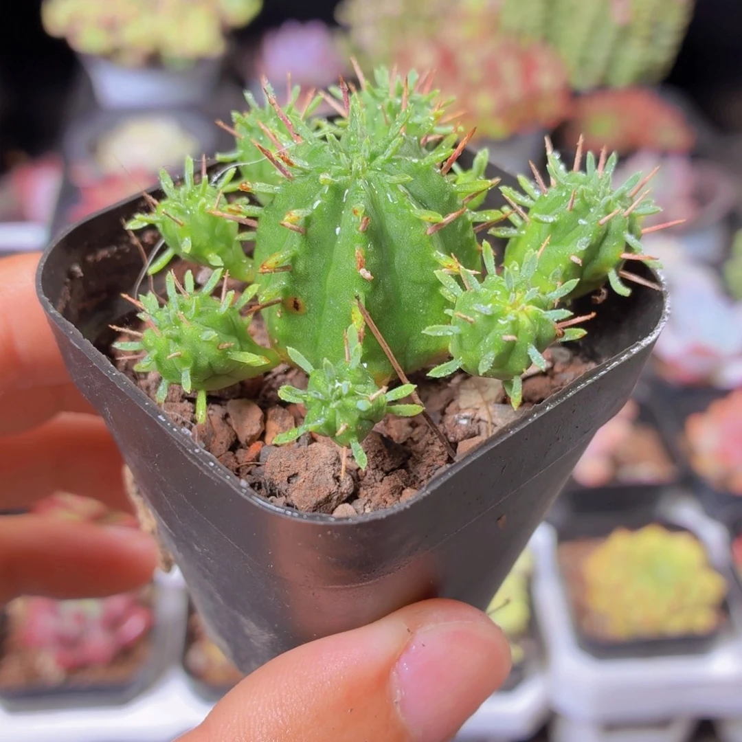红刺麒麟多肉9.9包邮发货