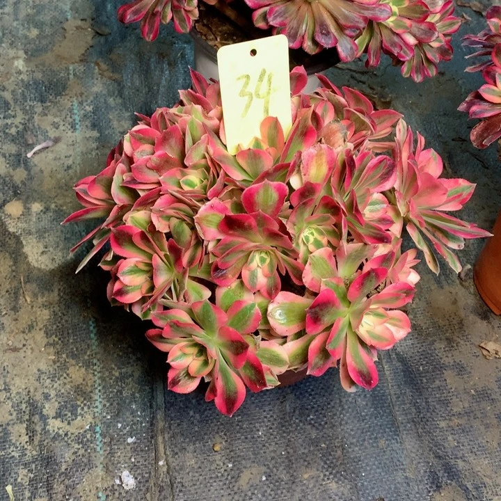 34粉女巫多肉一物一拍