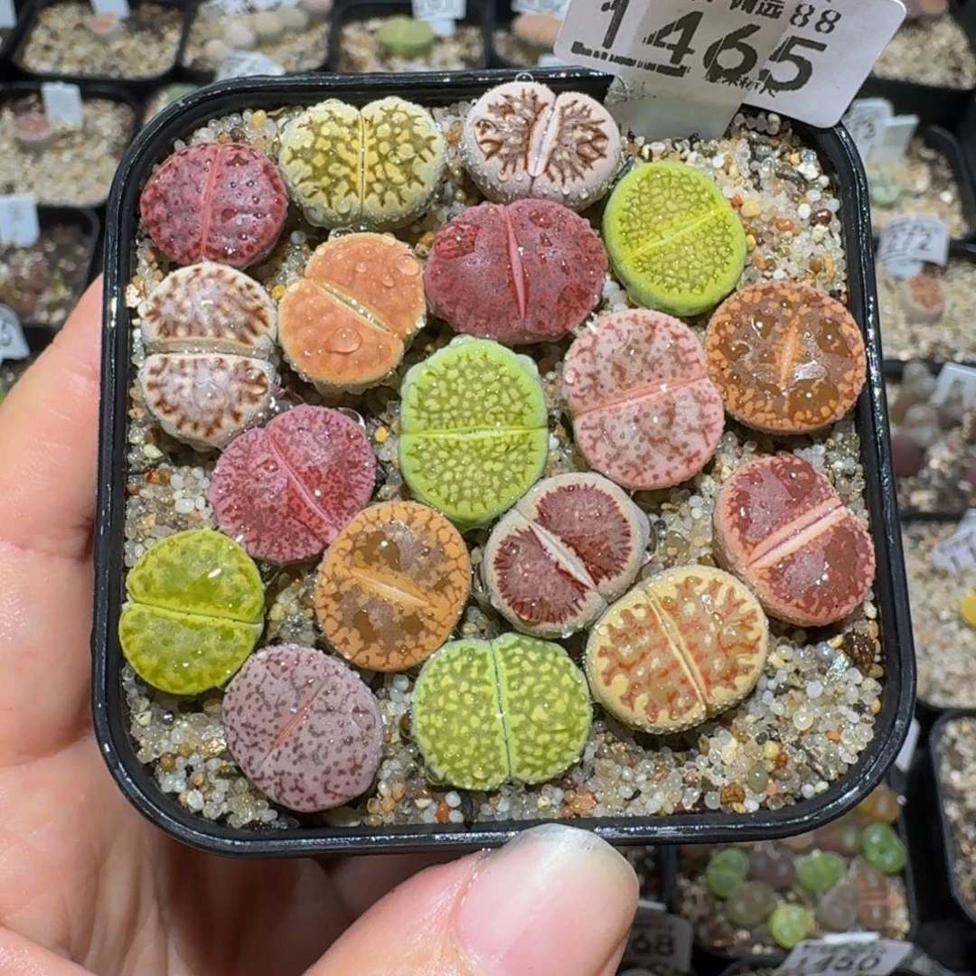 绝绝绝子生石花1465
