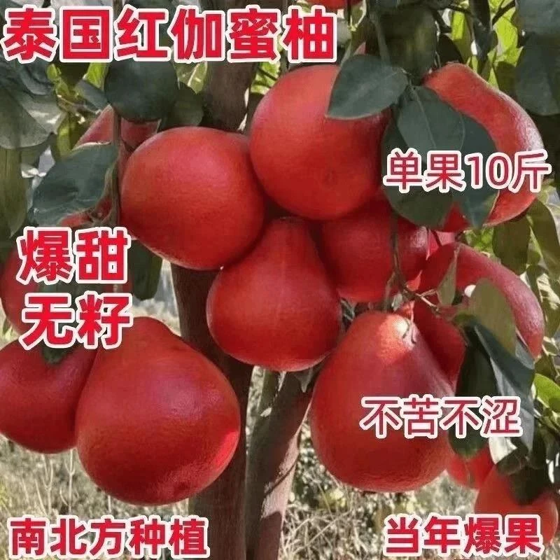 泰国正宗红柚树暹罗红柚苗红柚红心蜜柚新品种嫁接柚子盆地栽果树