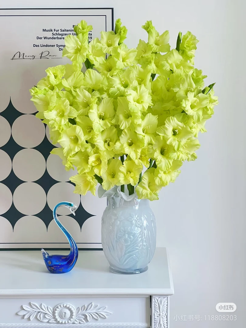 苹果绿剑兰（唐菖蒲）福利装 东北直发黑吉辽蒙