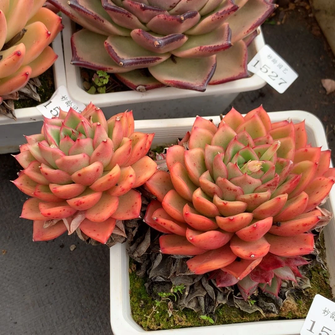 1529杂交精品基地冠15