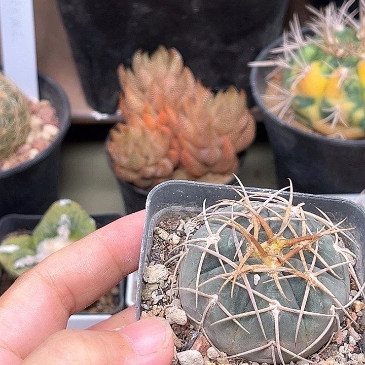 无花朵超刺天平光淋玉实生