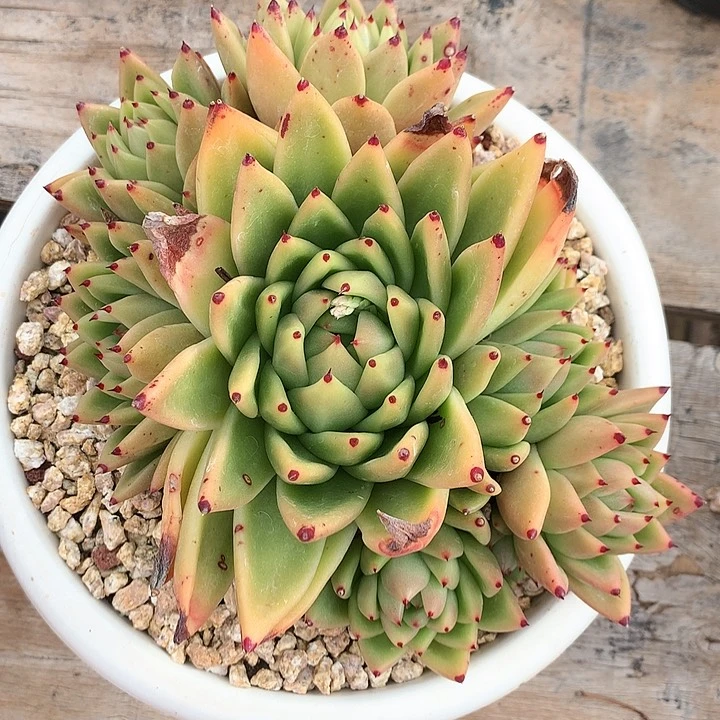 多肉植物一物一拍