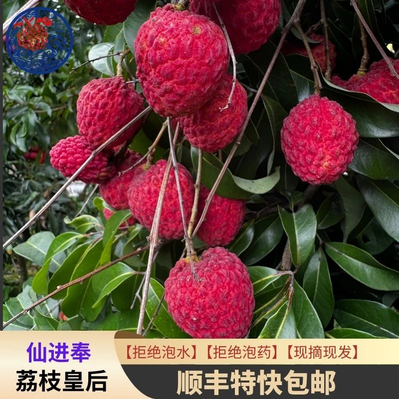 【当天采摘】仙进奉荔枝现摘现发顺丰特快包邮